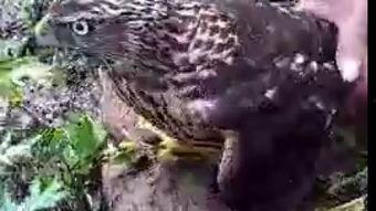 国产奇猎视频,揭秘中国电影市场的崛起与挑战