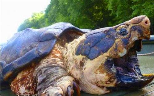 国产大鳄龟长大的视频,见证自然奇观