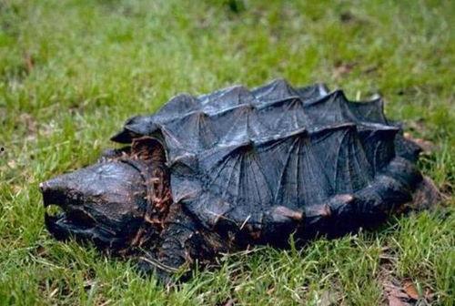 国产大鳄龟长大的视频,见证自然奇观