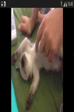 国产猫搞笑视频下载安装,萌宠欢乐时光，一键收藏笑料连连